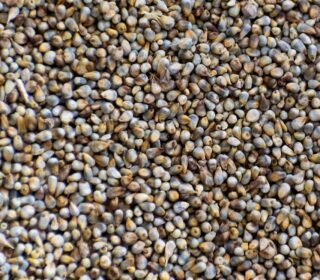 Green Millets (HSN: 10011900)