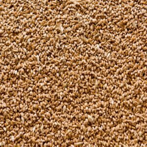 Wheat ( HSN: 10019910 )