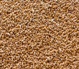 Wheat ( HSN: 10019910 )