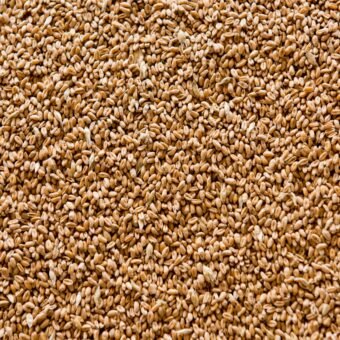 Refined wheat grains.Texture, background.